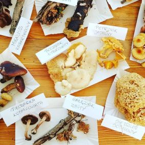 Kolekcja grzybów jadalnych Smacznej Pyzy